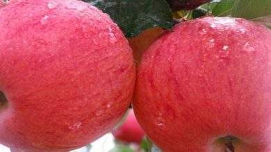 Photo of Manzana Fuji: descubre sus características y cultivo