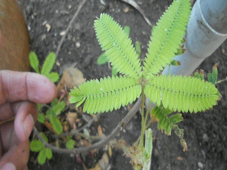 Photo of Mimosa pudica: descubra a planta que se move quando tocada