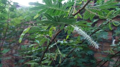 Photo of Mimosa tenuiflora (Jurema): um arbusto com propriedades medicinais