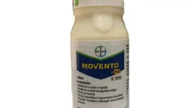 Photo of Movento 150 O-Teq: dosagem e uso como inseticida