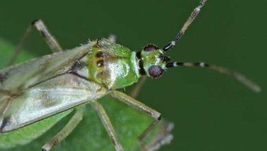 Photo of Nesidiocoris tenuis: tu aliado frente a plagas