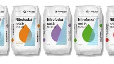 Photo of Nitrofoska: razones para utilizar el fertilizante más conocido
