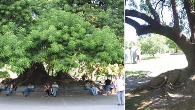 Photo of Ombú: cultivo e principais características