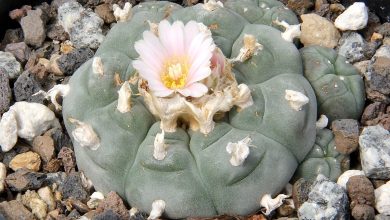 Photo of Peyote (Lophophora williamsii): um cacto com propriedades psicoativas