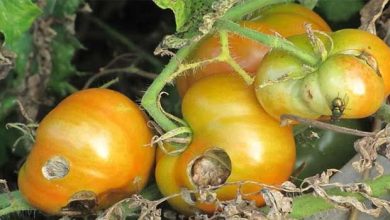 Photo of Plagas del tomate [control químico y ecológico]