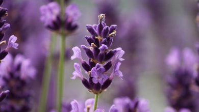 Photo of Plantando e cuidando de Lavandula latifolia