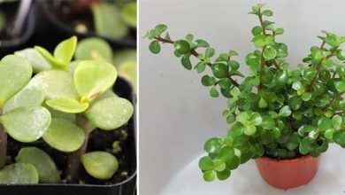 Photo of Portulacaria afra: magnífica suculenta para o interior da casa