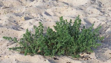 Photo of Principais cuidados da planta gênero Salsola