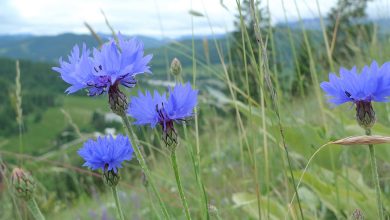 Photo of Propriedades e usos da centáurea (Centaurea cyanus)