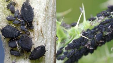 Photo of Pulgón negro: descubre algunas soluciones ecológicas