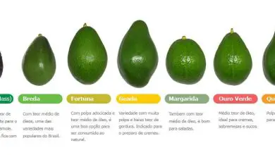 Photo of Quantas variedades de abacate existem?