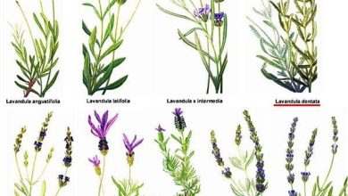 Photo of Quantos tipos de lavanda existem na natureza?