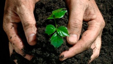 Photo of Que fertilizante escolher para o meu jardim?