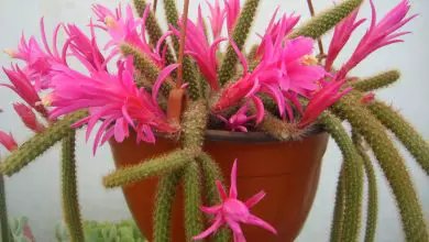 Photo of Rat Tail Cactus: Guia de cultivo