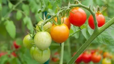 Photo of Recomendaciones esenciales para el cultivo del tomate