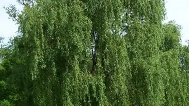 Photo of Salix atrocinerea (salgueiro cinza): um arbusto com propriedades terapêuticas