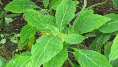 Photo of Salvia divinorum: a planta que causa fortes alucinações