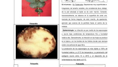 Photo of Sintomas e prevenção de Phytophthora