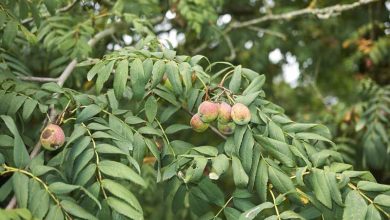 Photo of Sorbus domestica (rowan comum): folha de plantas de árvores ibéricas