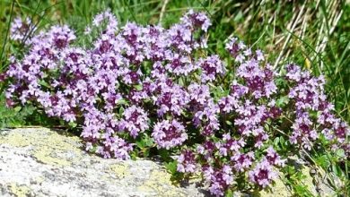 Photo of Thymus zygis (molho de tomilho): características e cuidados