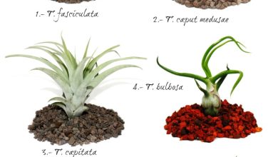 Photo of Tipos de Tillandsia e Guia de Cuidados