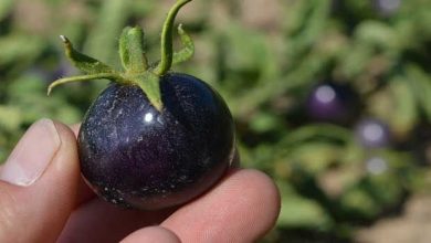 Photo of Tomate azul: moda que nos traz benefícios