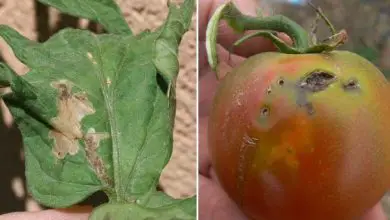 Photo of Tuta absoluta: identificación y control en tomate