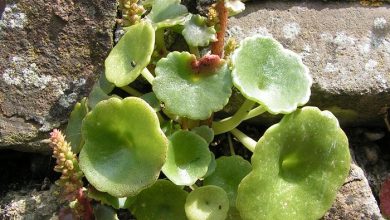 Photo of Umbigo de Vênus (Umbilicus rupestris): características e propriedades