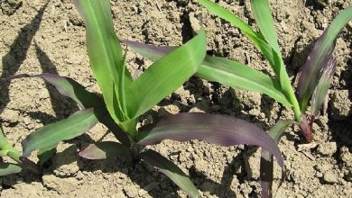 Photo of Uso del ácido fosfórico en agricultura