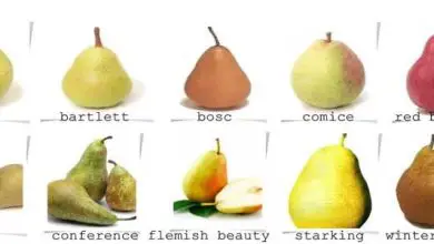 Photo of Variedades de peras más interesantes para comer