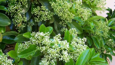 Photo of Viburnum lucidum: crie sua cobertura perfeita