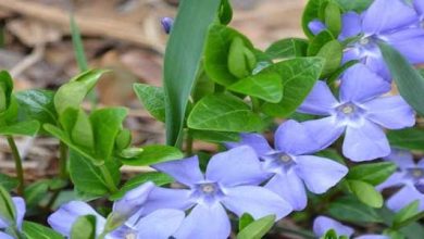 Photo of Vinca minor, a planta com 1000 usos